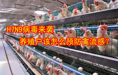 H7N9病毒来袭,养殖户怎么预防禽流感?_新闻中